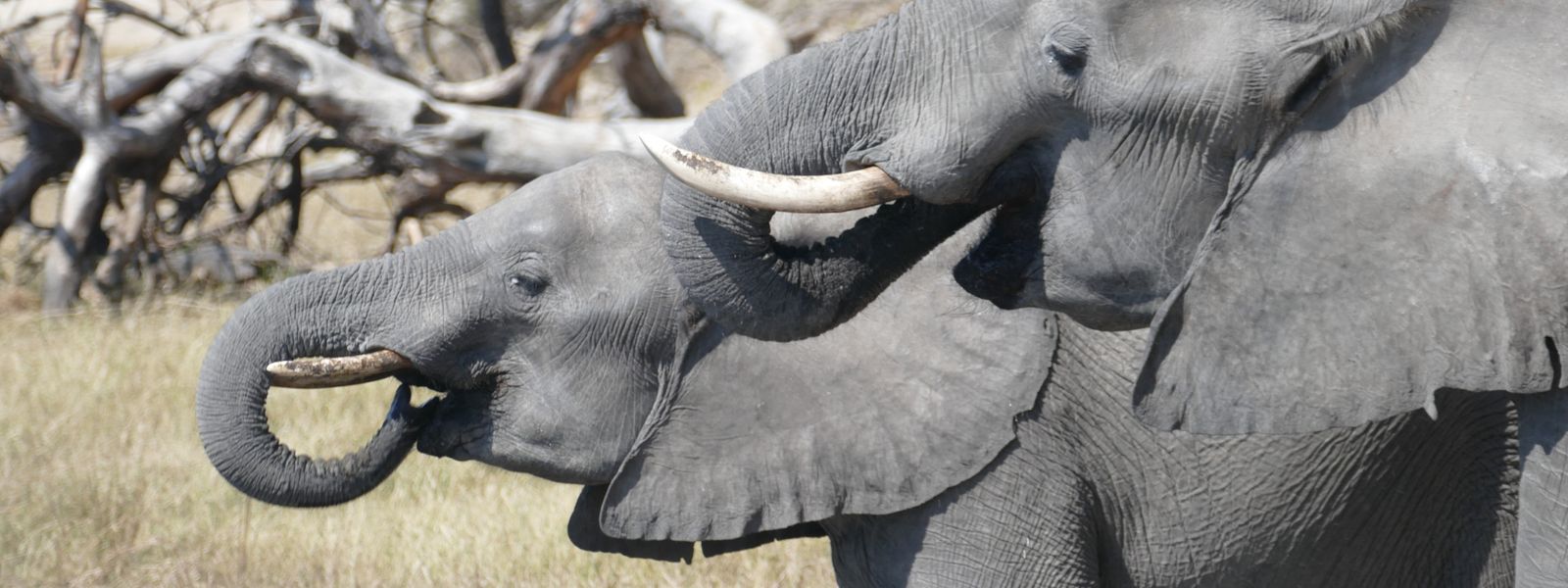 Brian and Maggie's Escapade of Experiences Across Four African Countries
