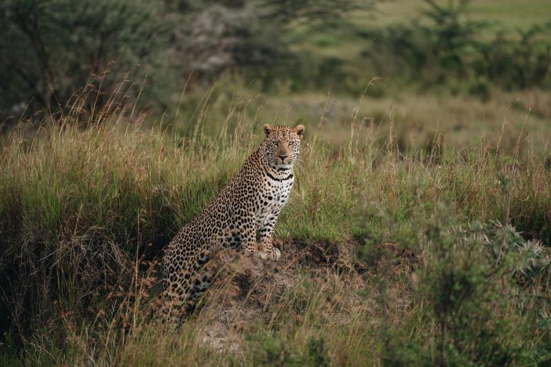 La Maasai Mara es uno de los mejores lugares para ver leopardos