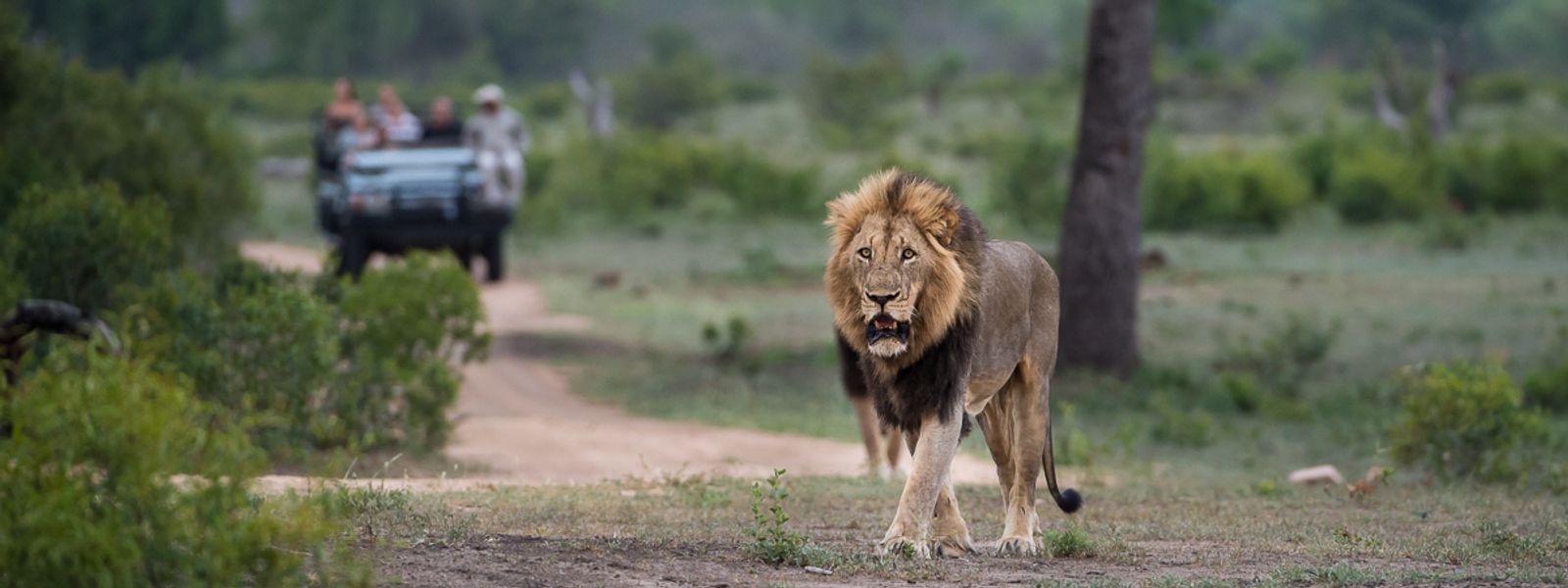 Parque Nacional Kruger vs Reservas Privadas