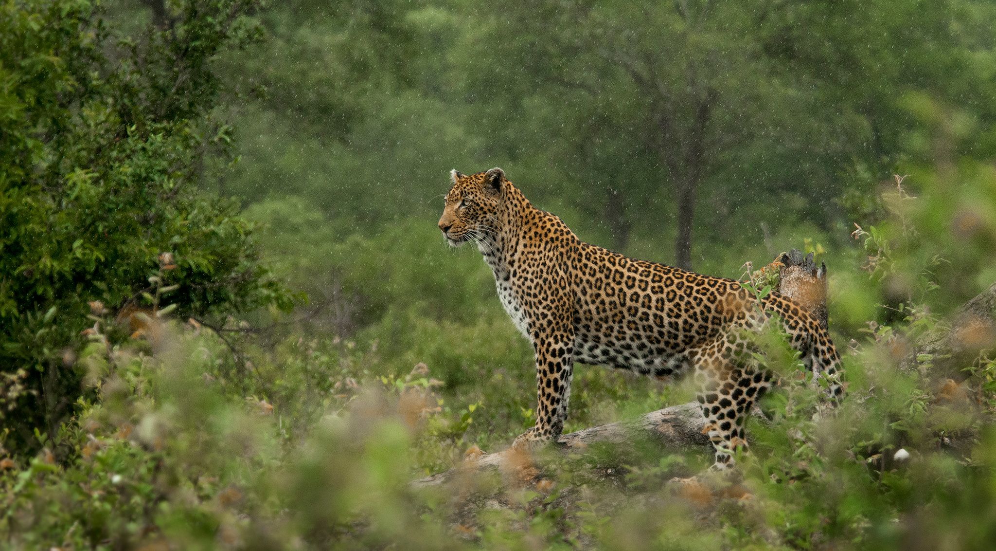 Londolozi Turns 90: A Celebration of Wildlife