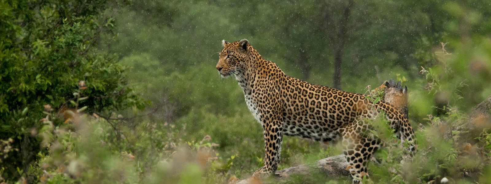 Londolozi Turns 90: A Celebration of Wildlife