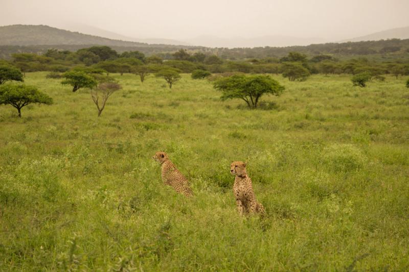 Geparden auf einer Safari als Gast der Thanda Safari Lodge in KZN