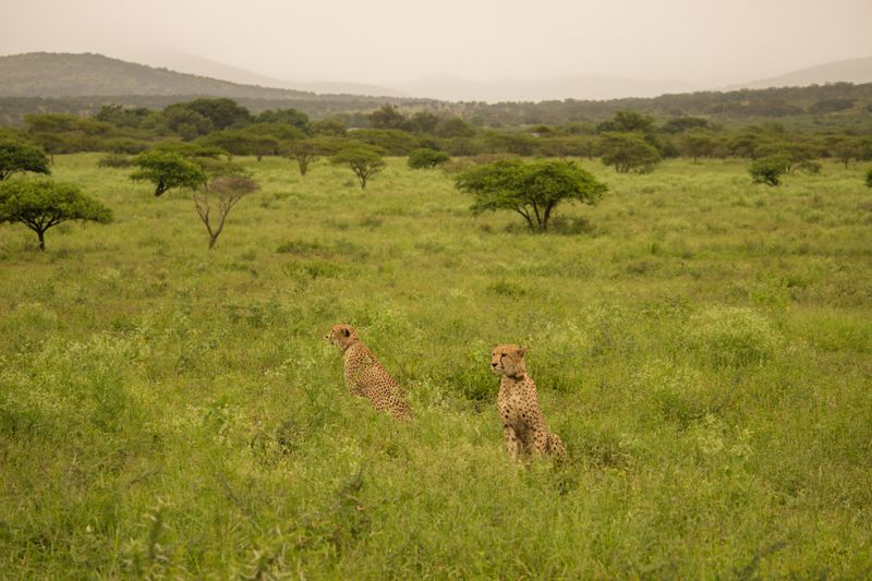 Geparden auf einer Safari als Gast der Thanda Safari Lodge in KZN
