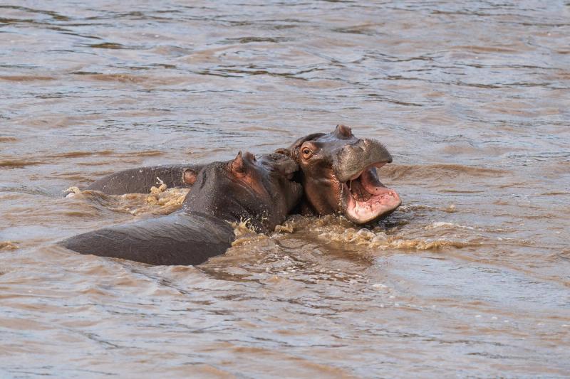 ¿Sabías que el término "hipopótamo" significa "caballo de río"?