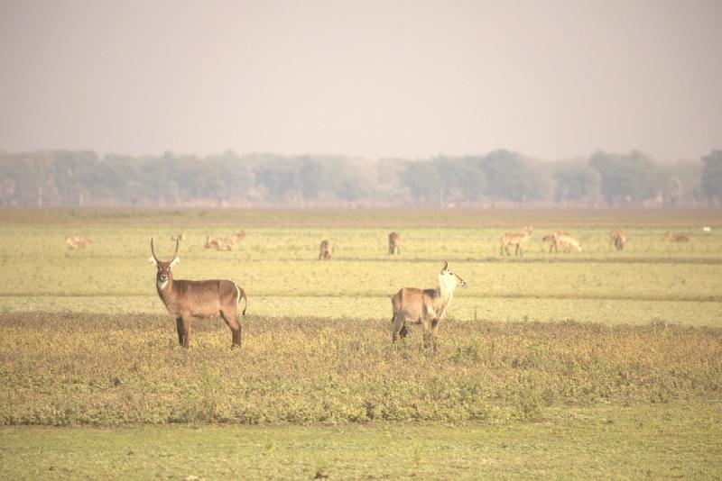 Waterbuck in an open area