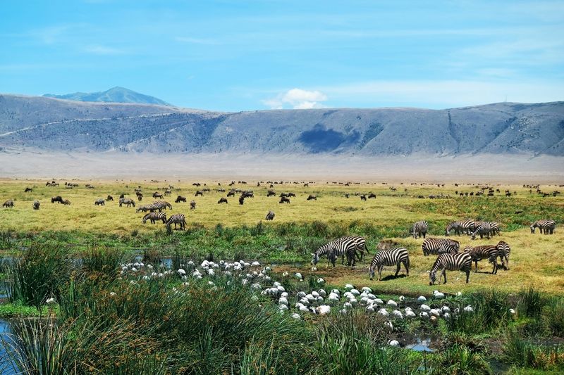 Gnus und Zebras im Ngorongoro-Krater ist ein beliebter Stopp auf einer Tansania-Safari