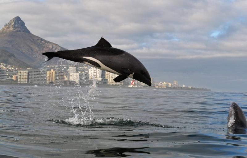 Heaviside's Dolphin in Cape Town Photo by Kaskazi Kayaks