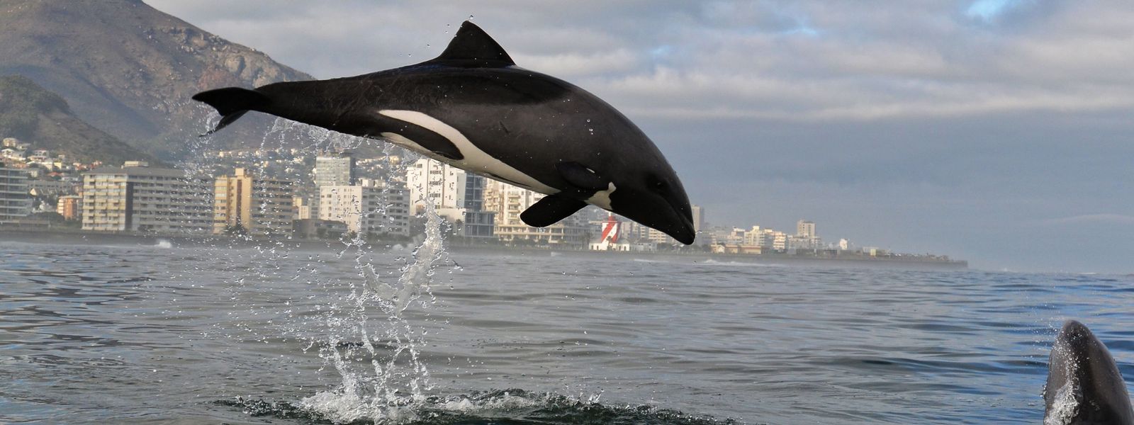 Kayaking in Cape Town: The Perfect Way to Start Your Day