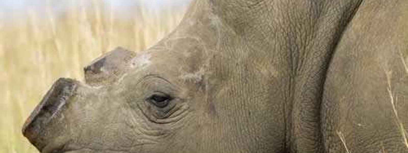 Rhino Africa in the News