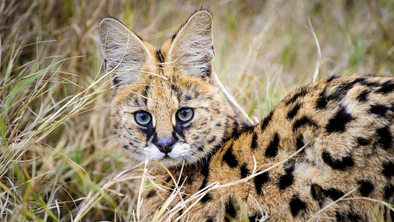 Five Lesser-known Wild Cats of Africa