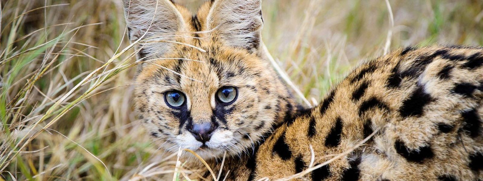 Five Lesser-known Wild Cats of Africa