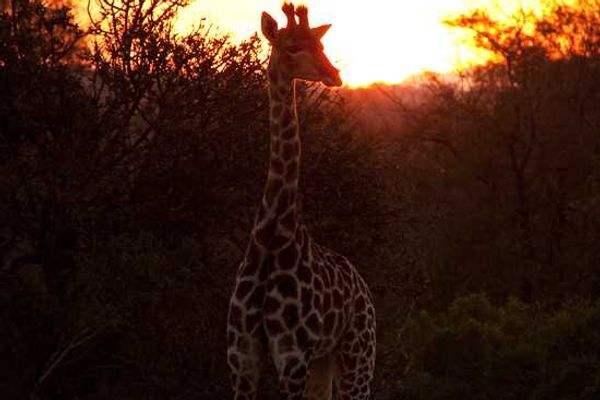 An Incredible Sabi Sand Safari: Part III – Londolozi Founders & Pioneer Camps