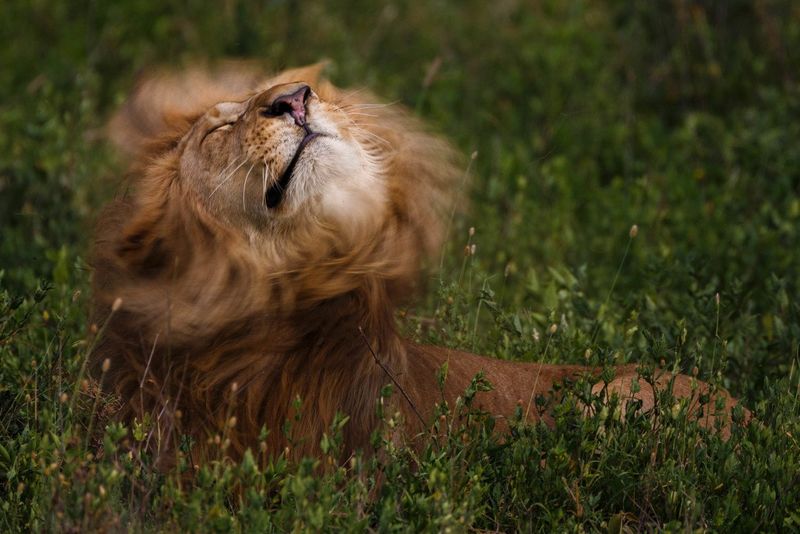 África en imágenes: Un león sacudiendo su melena al viento