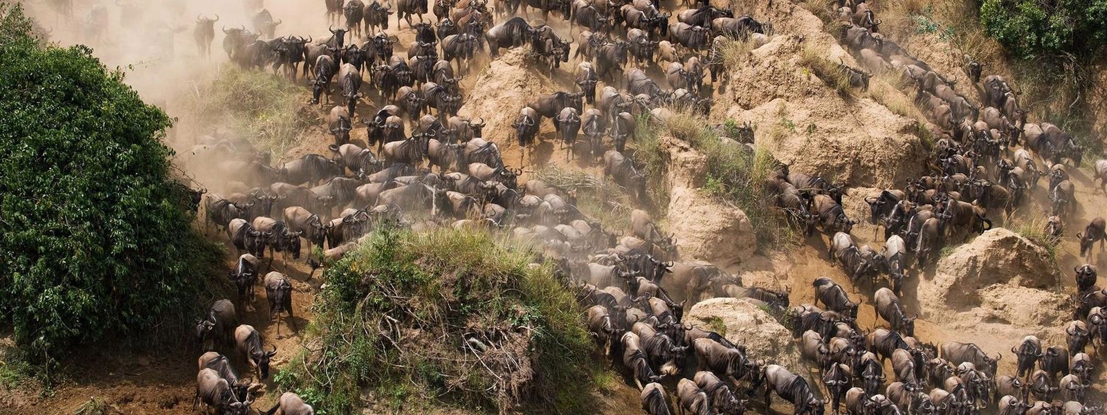 La Gran Migración del Serengueti