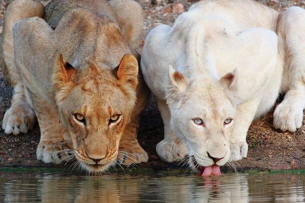 Découvrez Timbavati, sanctuaire du lion blanc
