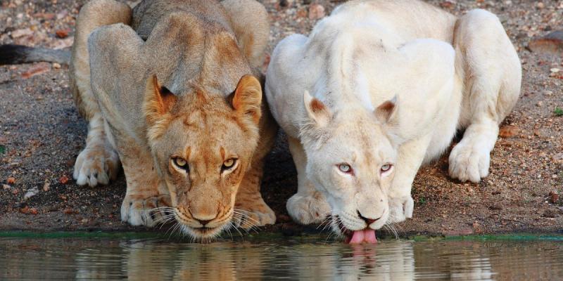 Os leões brancos do Timbavati
