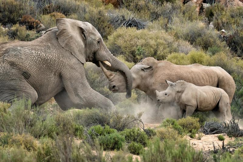 Hanspeter Elephant charges rhino mom and baby 