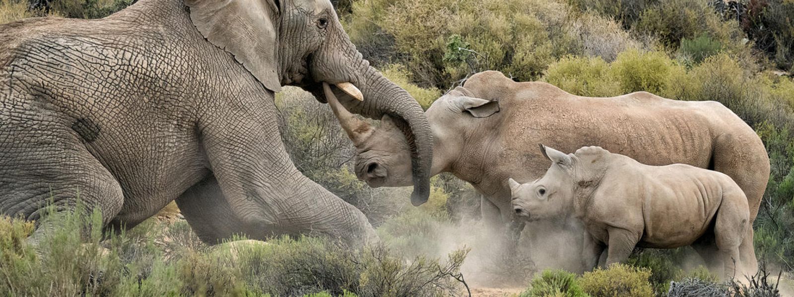 An Unlikely Encounter Between Two Rhinos and an Elephant