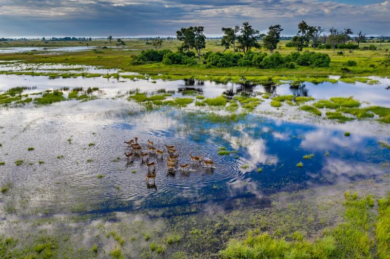 A herd of red lechwe gracefully wades through the shallow, reflective waters of the Okavango Delta, surrounded by lush green floodplains under a dramatic cloudy sky.
