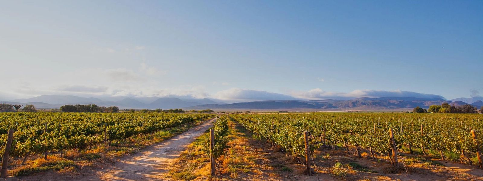 Our Favourite Restaurants in Hermanus