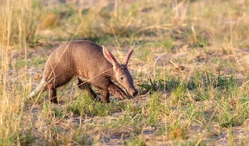 The Aardvark Project by Natural Selection