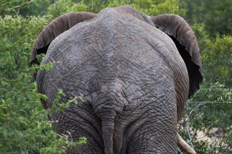 éléphant vu de dos