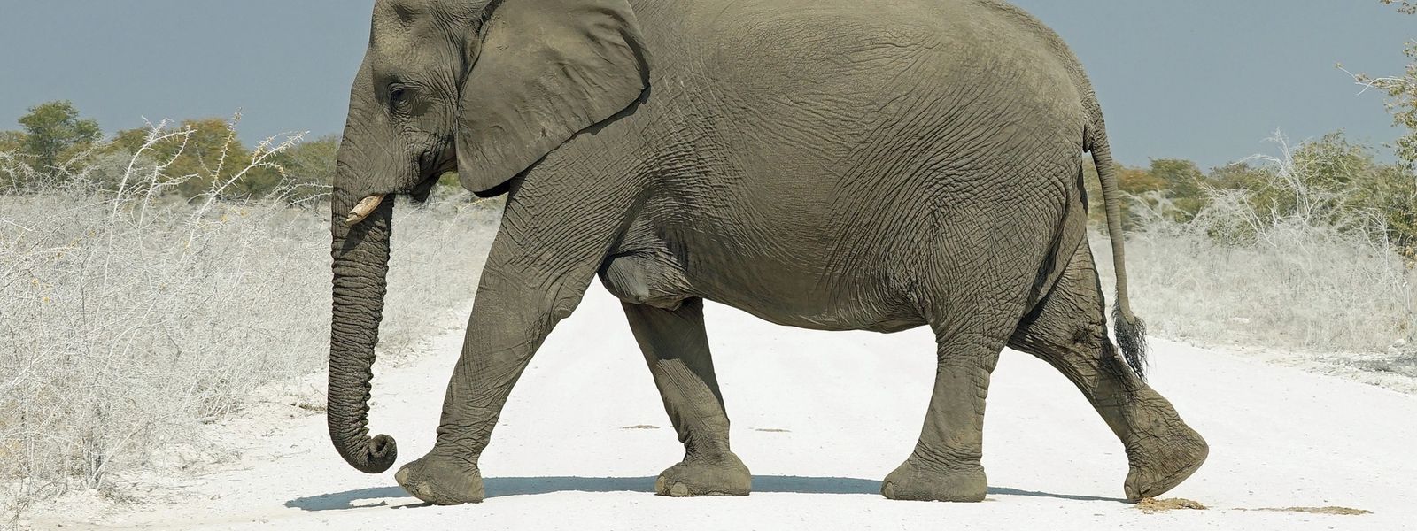 My Trip | A Photographic Journey through Botswana and Namibia