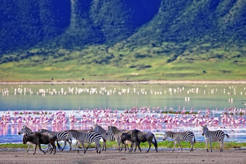 Gnus, Zebras und Flamingos im Ngorongoro-Krater - eine einzigartige Safari in Ostafrika