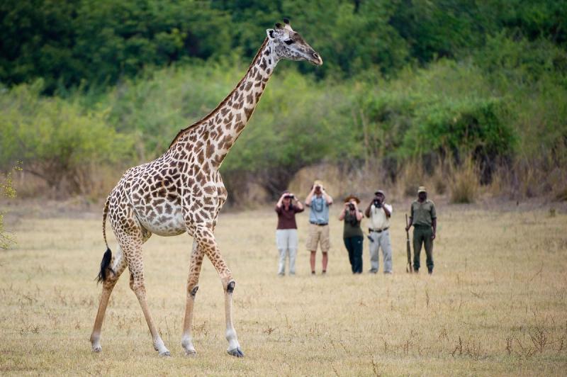 Voyez les girafes de près lors de safaris à pied
