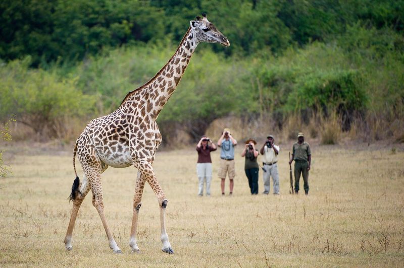 Voyez les girafes de près lors de safaris à pied
