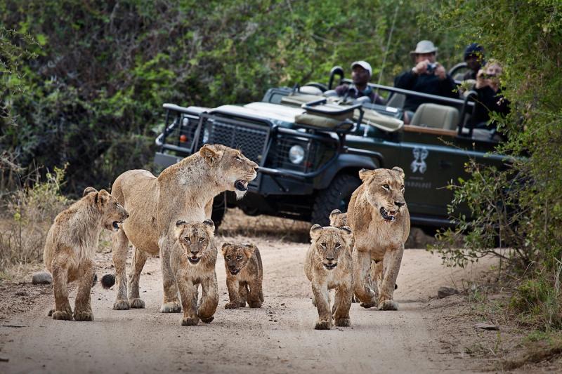 Meet lions at Londolozi