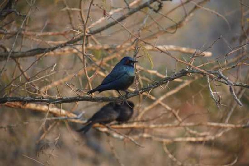 Birdwatching in Lion Sands