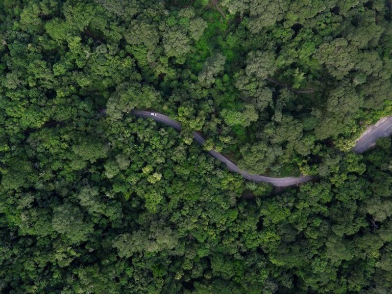 Una sinuosa carretera cruza un frondoso bosque en la Ruta de los Jardines