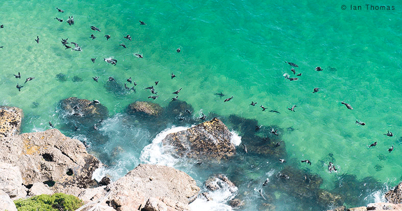 Cape fur seals at Robberg