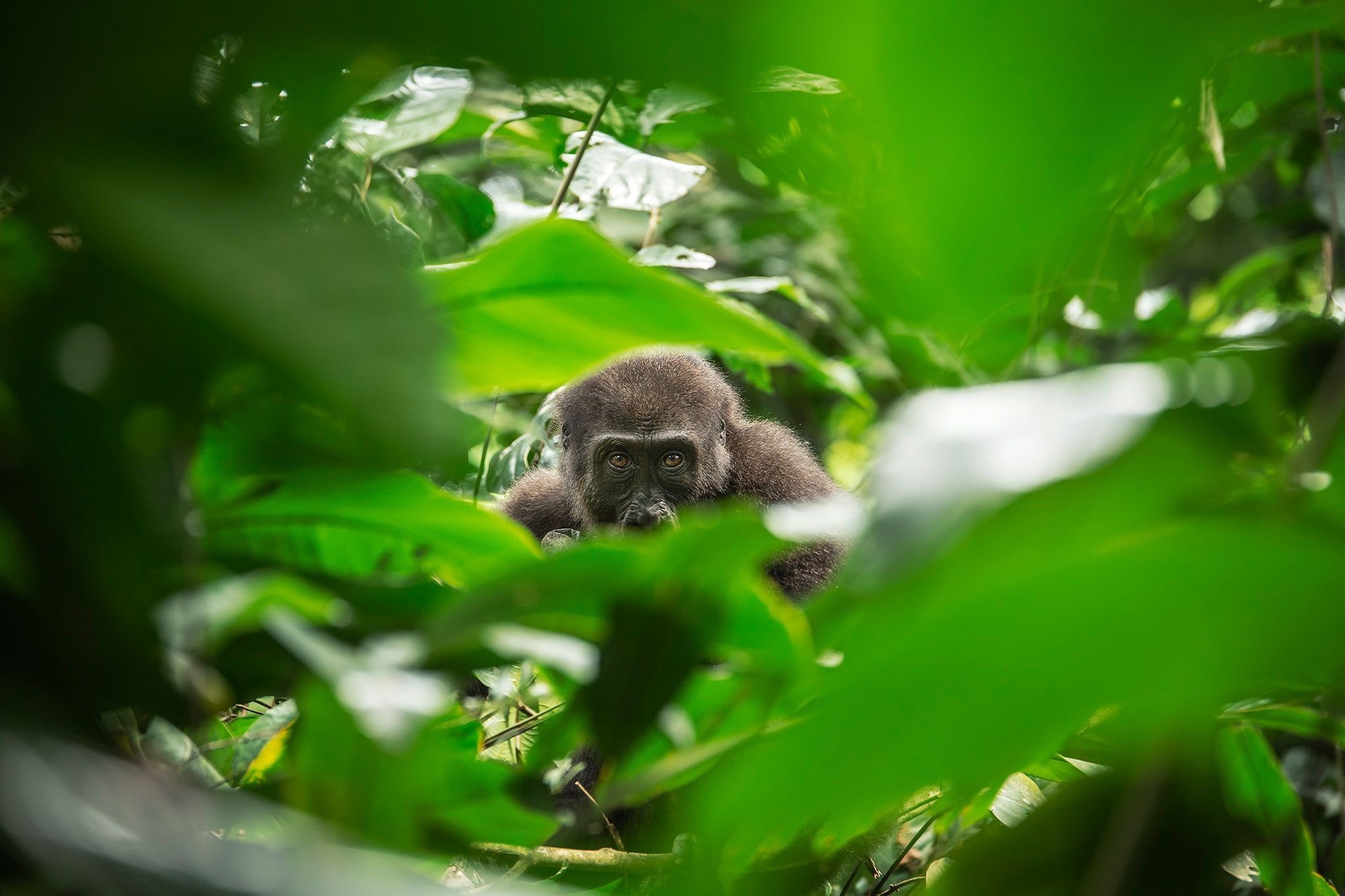 Gear Up For Gorilla Trekking: What to Pack