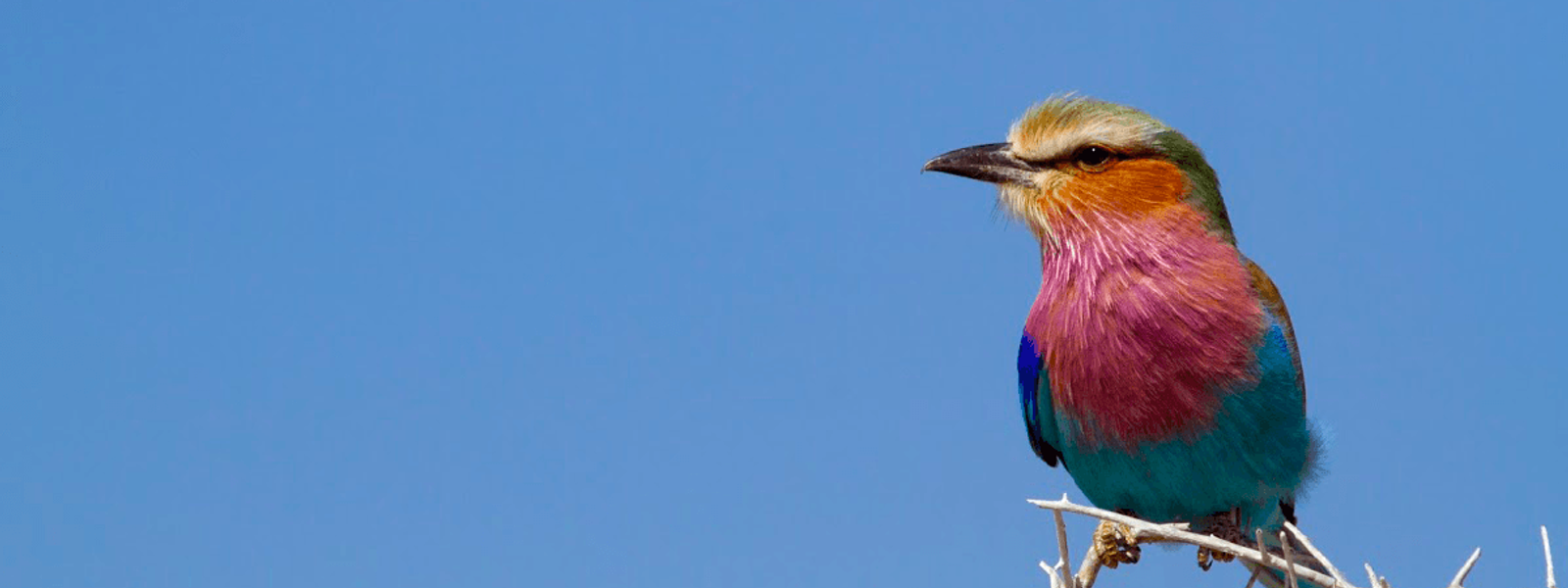 Observação de aves na África do Sul | Vernon Head mostra o caminho