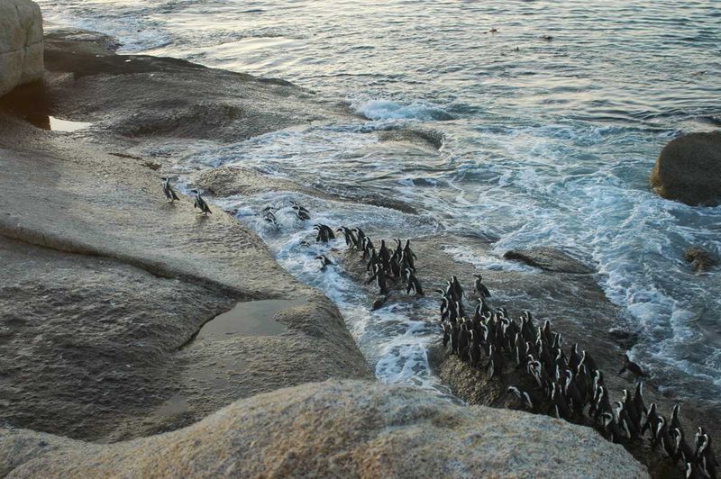 Boulders Beach