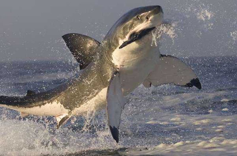 Great_White_Shar_4c455266903e0