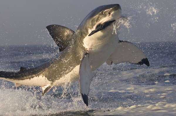 Great_White_Shar_4c455266903e0