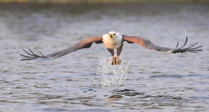 African fish eagle in flight