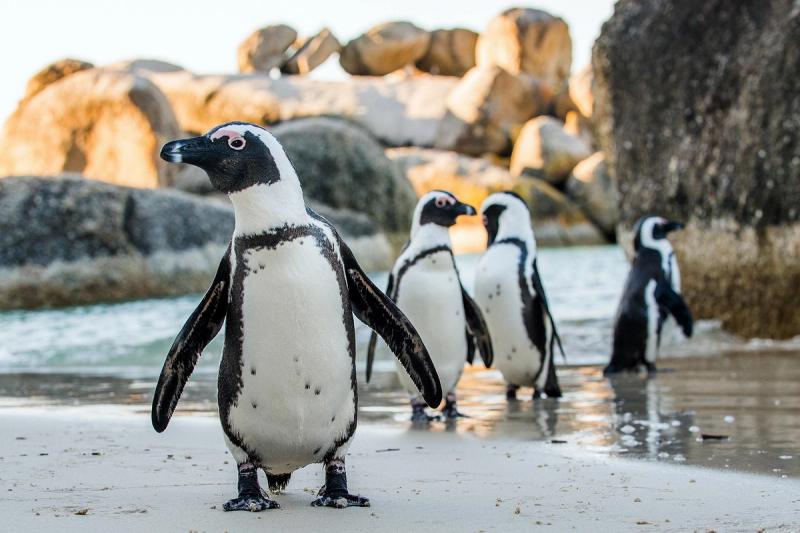 Besuchen Sie die Pinguine am Boulders Beach