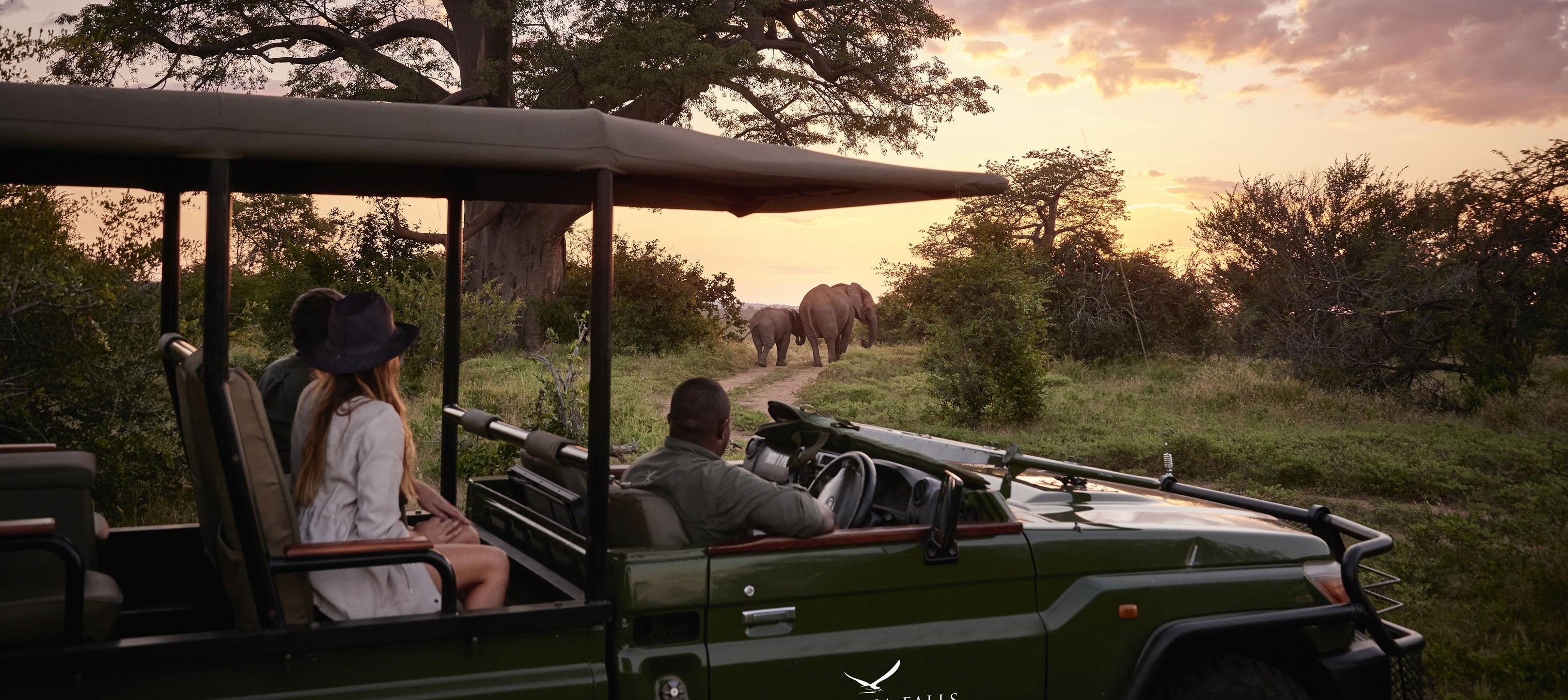 Comment rester pleinement présent pendant un safari