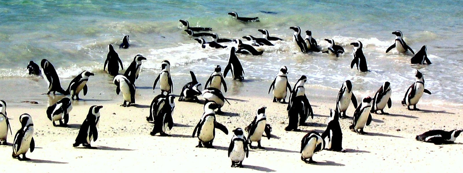 Enamórate de: el pingüino