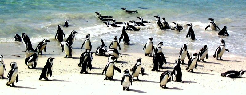 Les manchots ont élu domicile à Boulder Beach, une des belles plages du Cap.