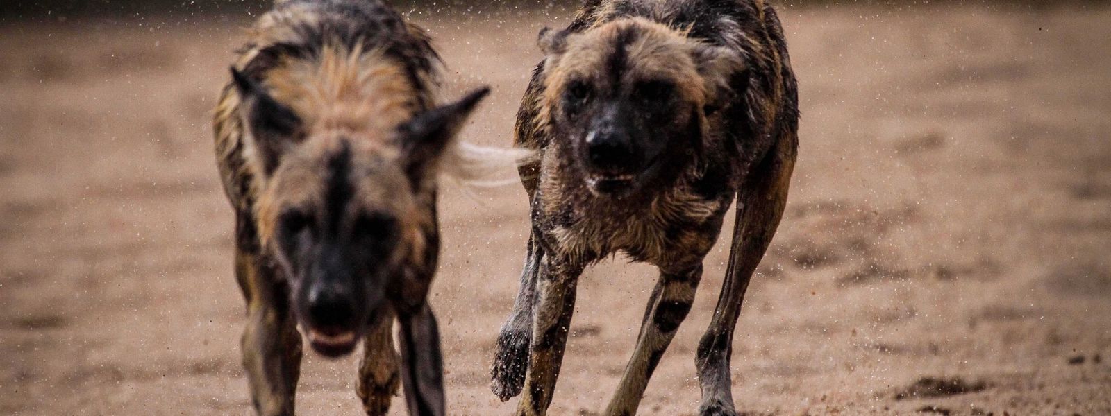 African Wild Dogs & Fences: The Facts!