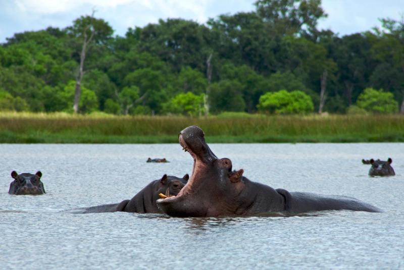 View of hippo