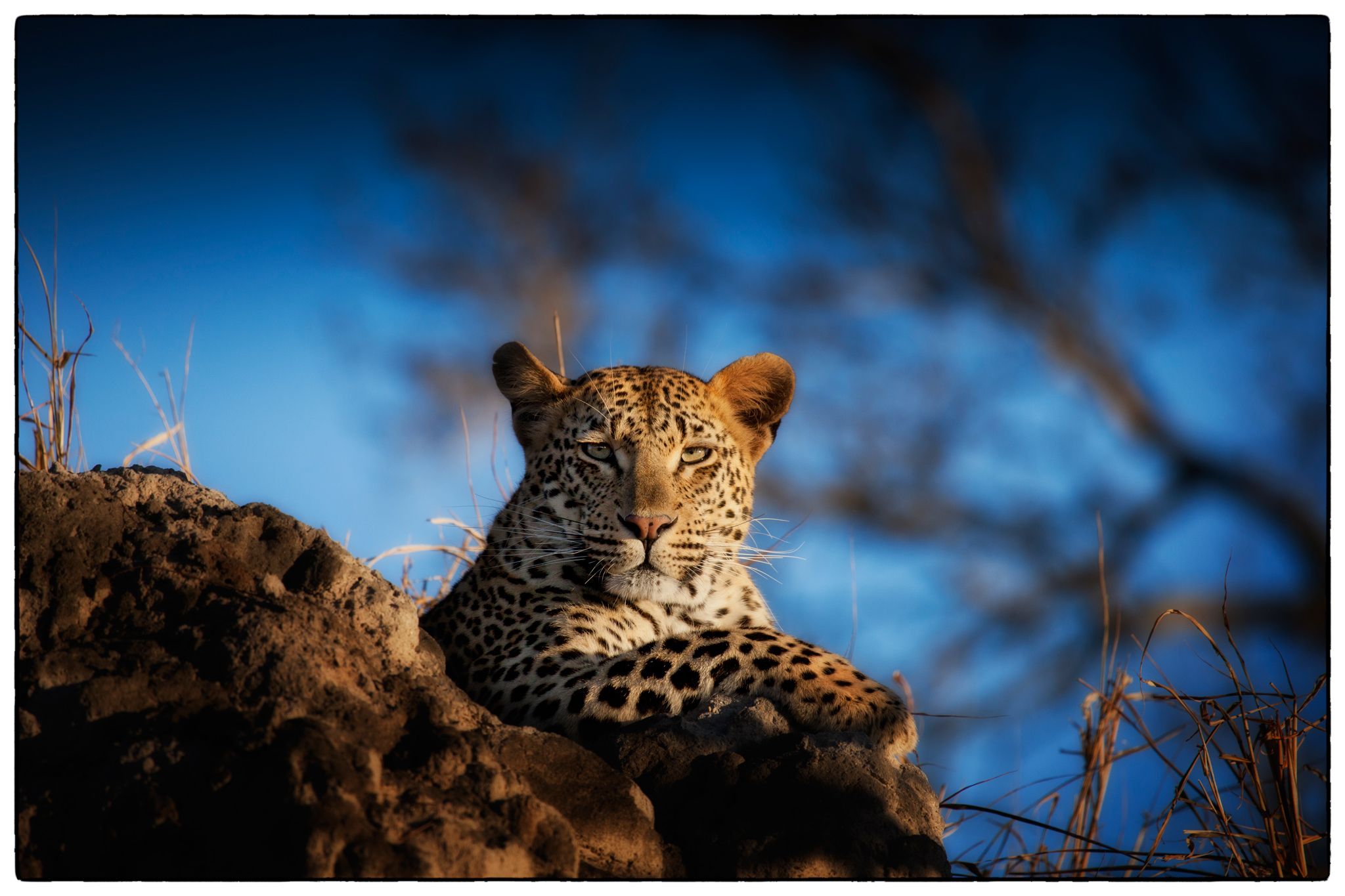 Sur les traces des léopards de Londolozi
