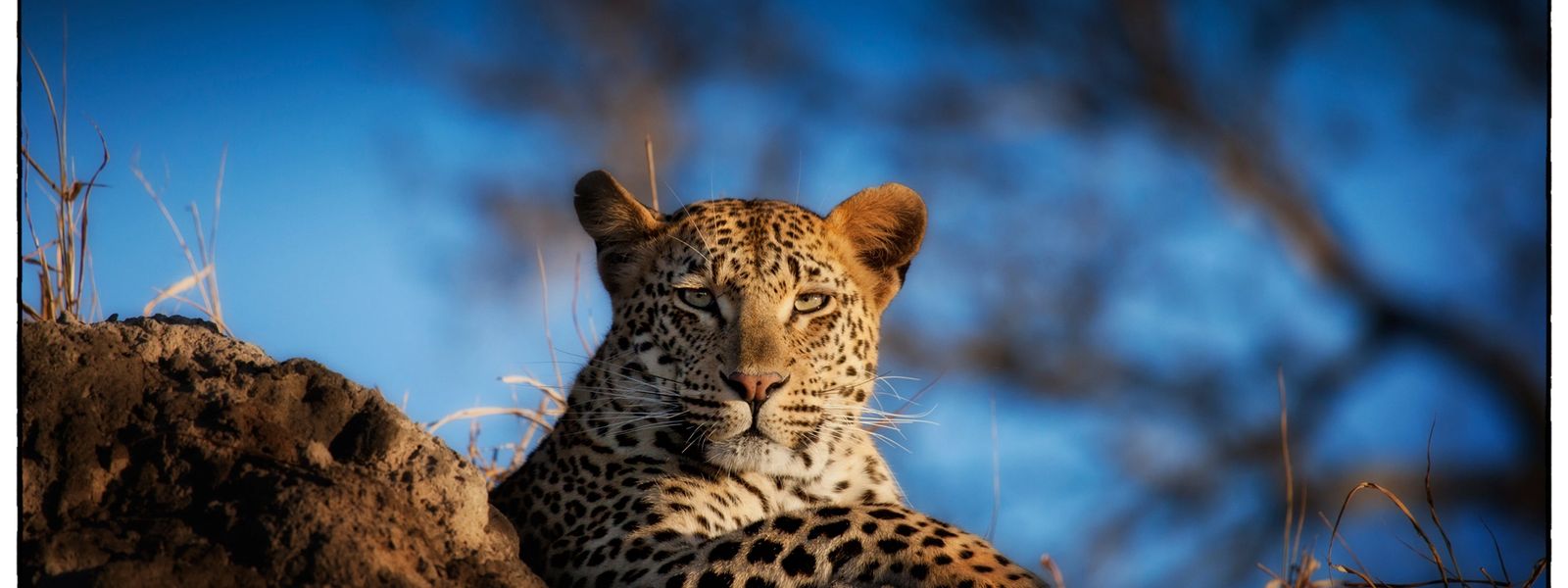 Sur les traces des léopards de Londolozi