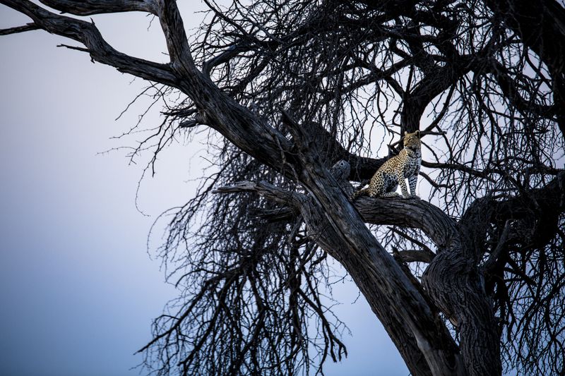 A leopard high up