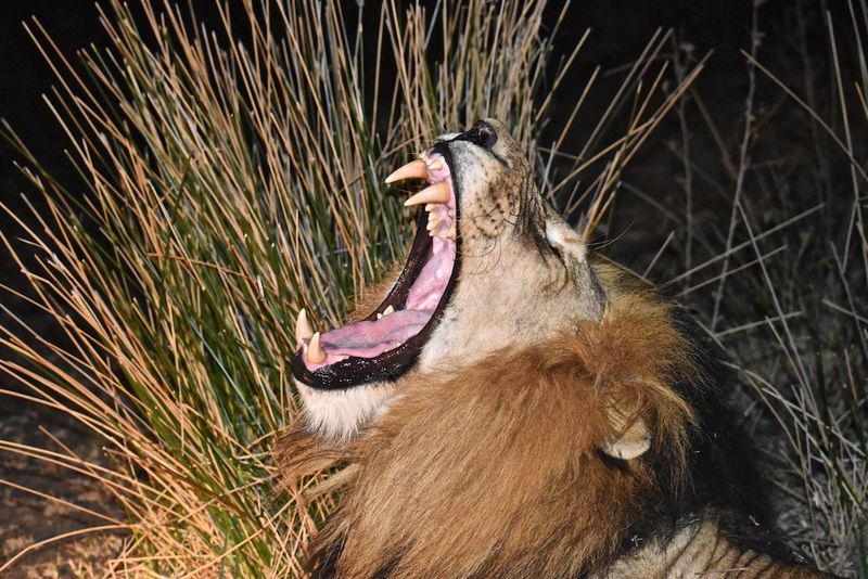 roaring lion at night